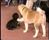 Puppy Class Play (Shy Pups & Growly Pups).mp4